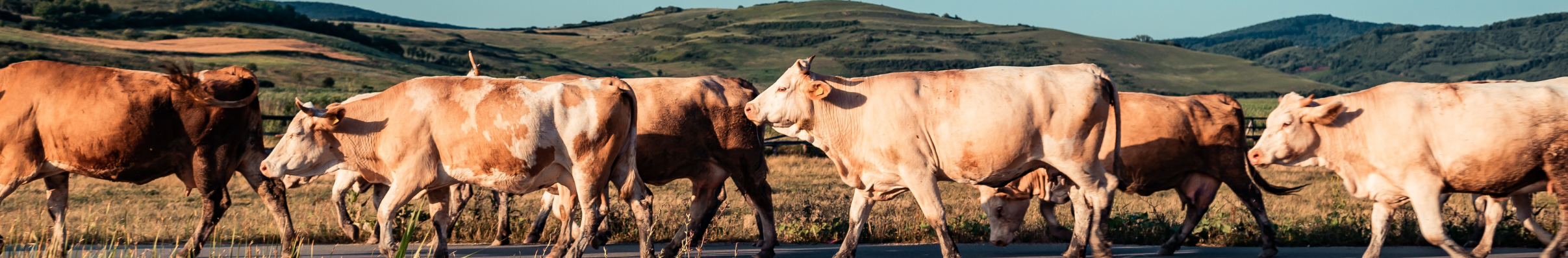 African Genomics Project